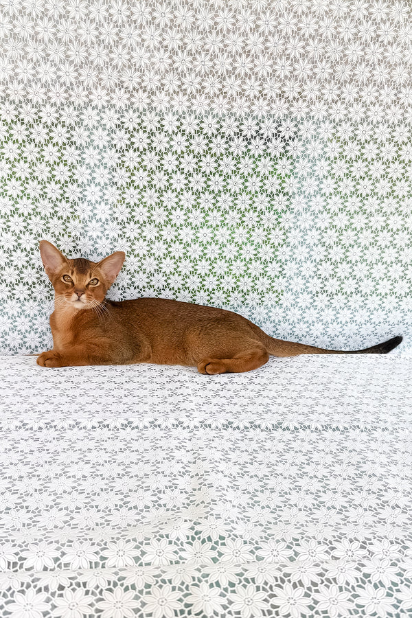 Dar | Abyssinian Kitten