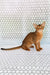 Dar | Abyssinian Kitten