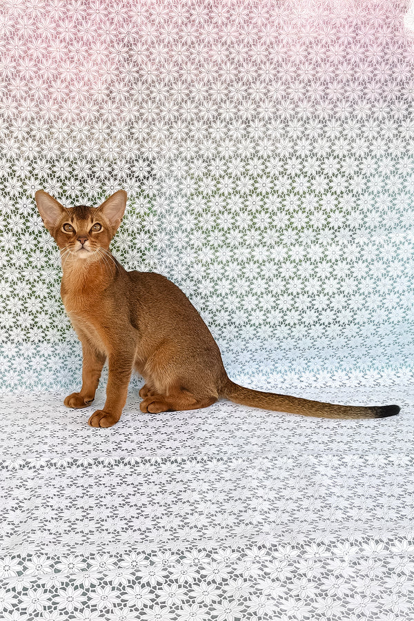 Dar | Abyssinian Kitten