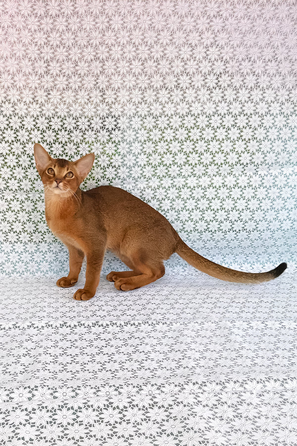 Dar | Abyssinian Kitten