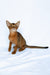 Dar | Abyssinian Kitten