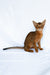 Dar | Abyssinian Kitten