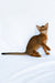 Dar | Abyssinian Kitten