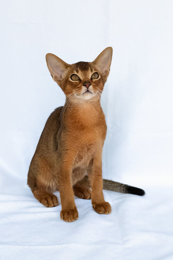 Dar | Abyssinian Kitten