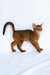 Dar | Abyssinian Kitten