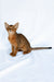 Dar | Abyssinian Kitten
