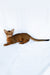Dar | Abyssinian Kitten
