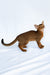 Dar | Abyssinian Kitten