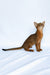 Dar | Abyssinian Kitten