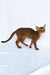 Dar | Abyssinian Kitten