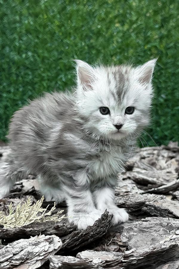 Darcy | Polydactyl Maine Coon Kitten