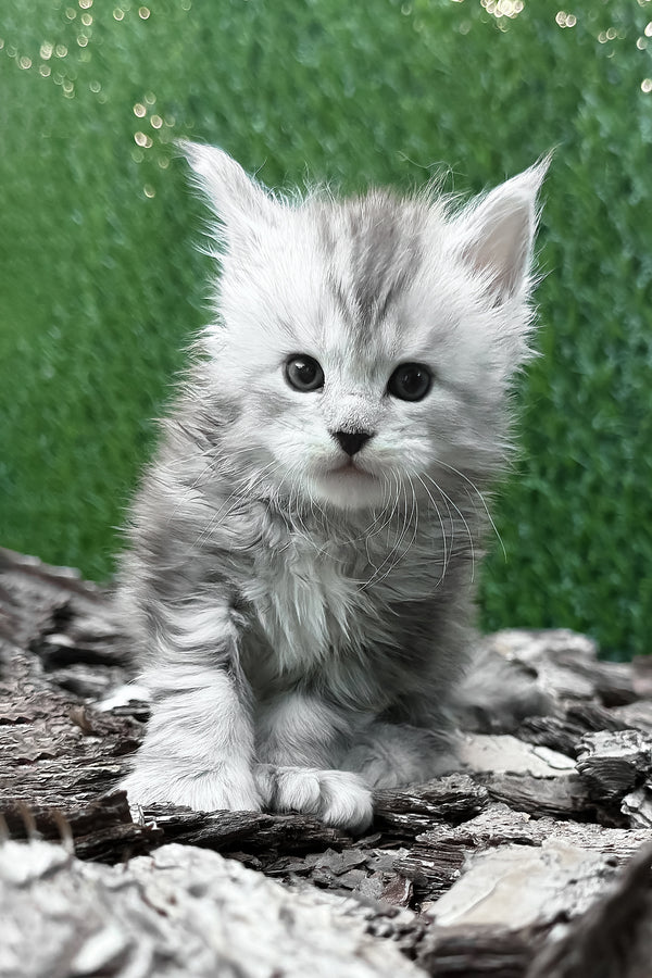 Darcy | Polydactyl Maine Coon Kitten