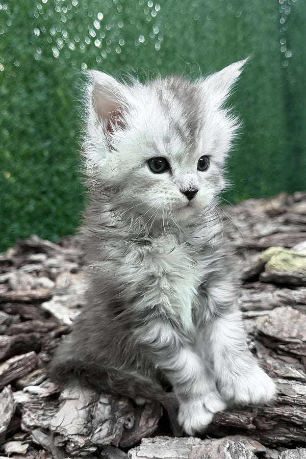 Darcy | Polydactyl Maine Coon Kitten