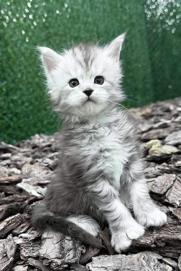 Darcy | Polydactyl Maine Coon Kitten