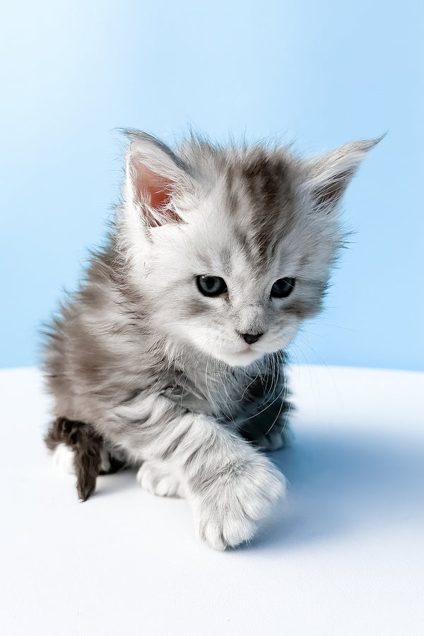 Darcy | Polydactyl Maine Coon Kitten