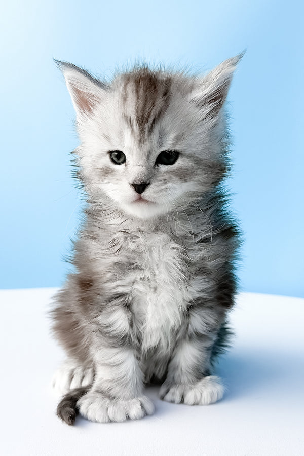 Darcy | Polydactyl Maine Coon Kitten