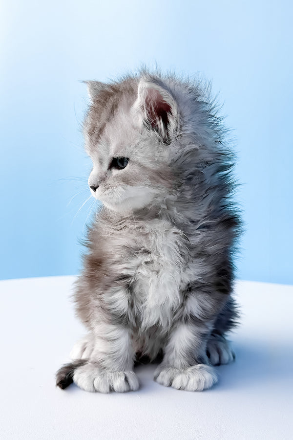 Darcy | Polydactyl Maine Coon Kitten