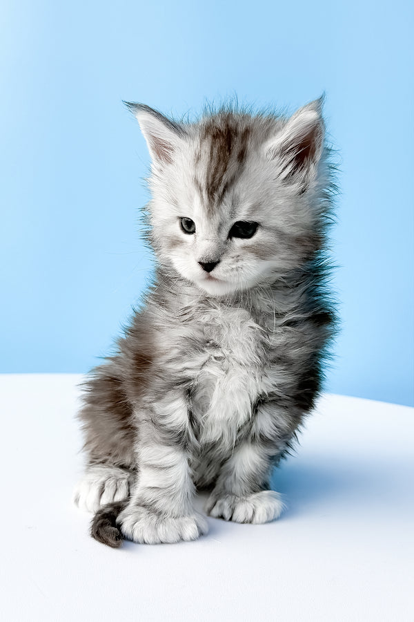 Darcy | Polydactyl Maine Coon Kitten