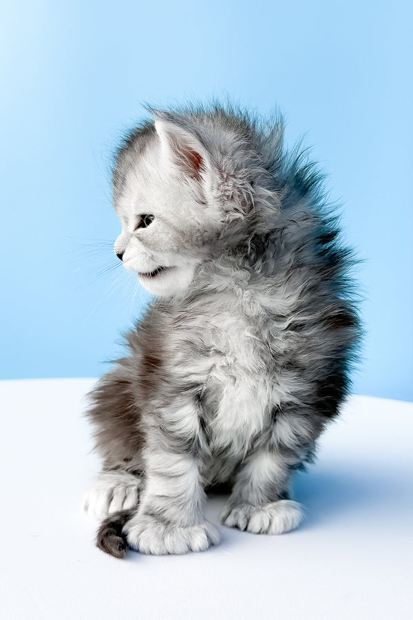 Darcy | Polydactyl Maine Coon Kitten