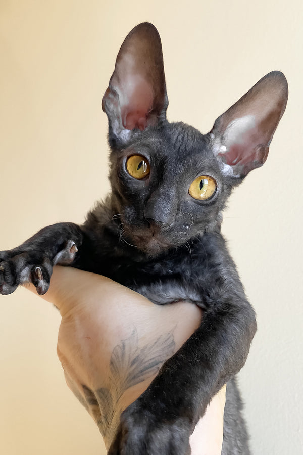 Darjeeling | Cornish Rex Kitten
