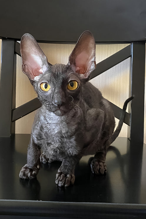 Darjeeling | Cornish Rex Kitten