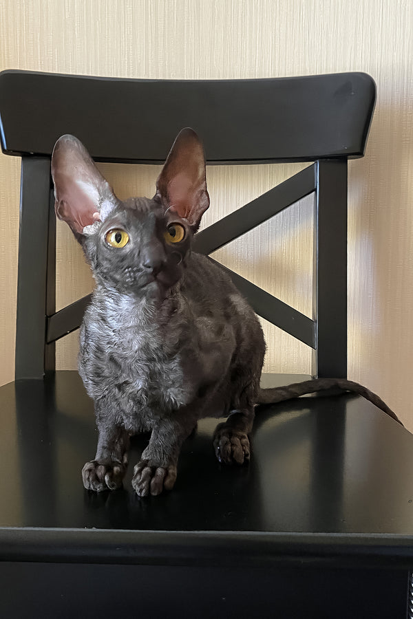Darjeeling | Cornish Rex Kitten