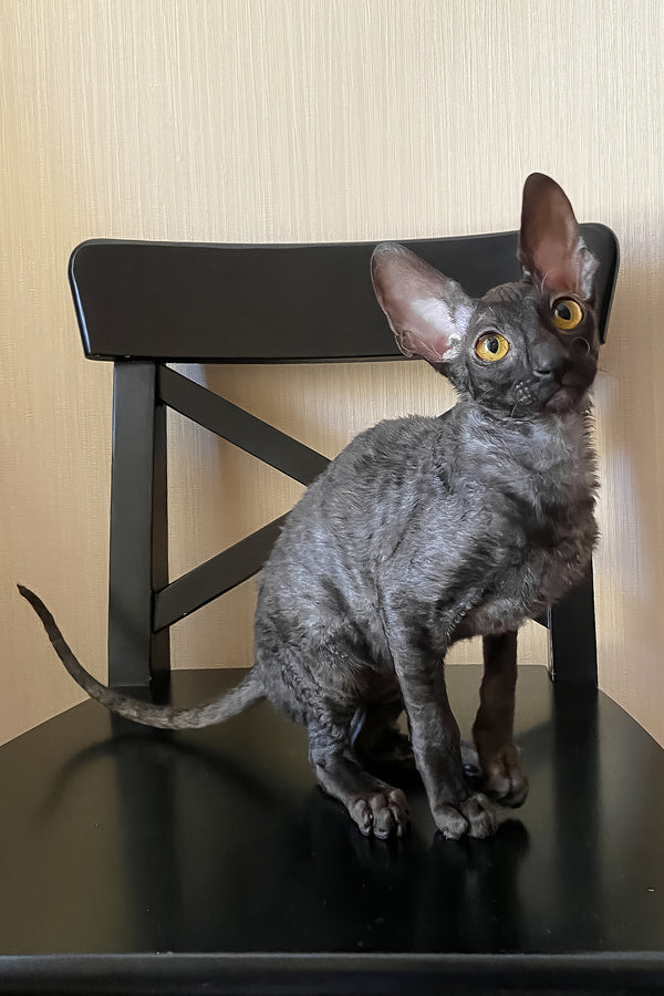 Darjeeling | Cornish Rex Kitten