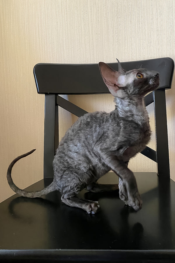 Darjeeling | Cornish Rex Kitten