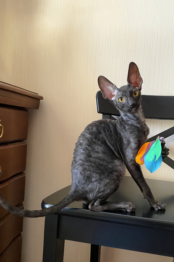 Darjeeling | Cornish Rex Kitten
