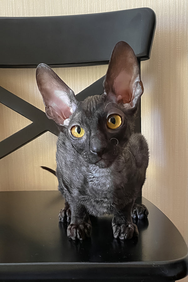 Darjeeling | Cornish Rex Kitten