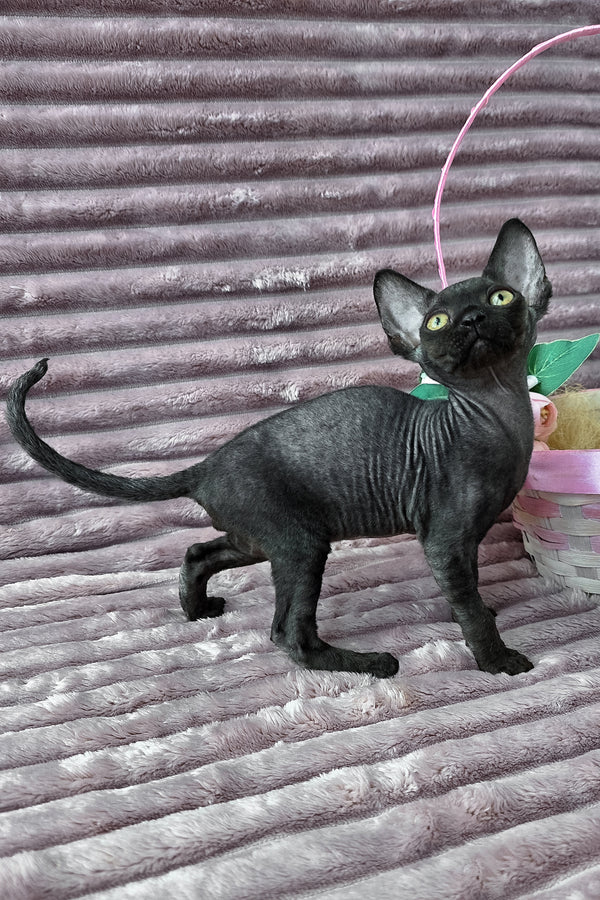 Dark | Devon Rex Kitten