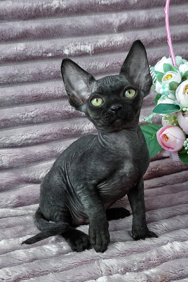 Dark | Devon Rex Kitten