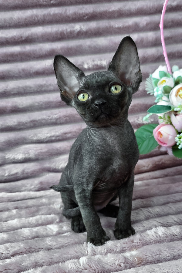 Dark | Devon Rex Kitten