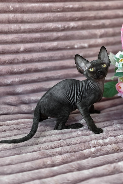 Dark | Devon Rex Kitten