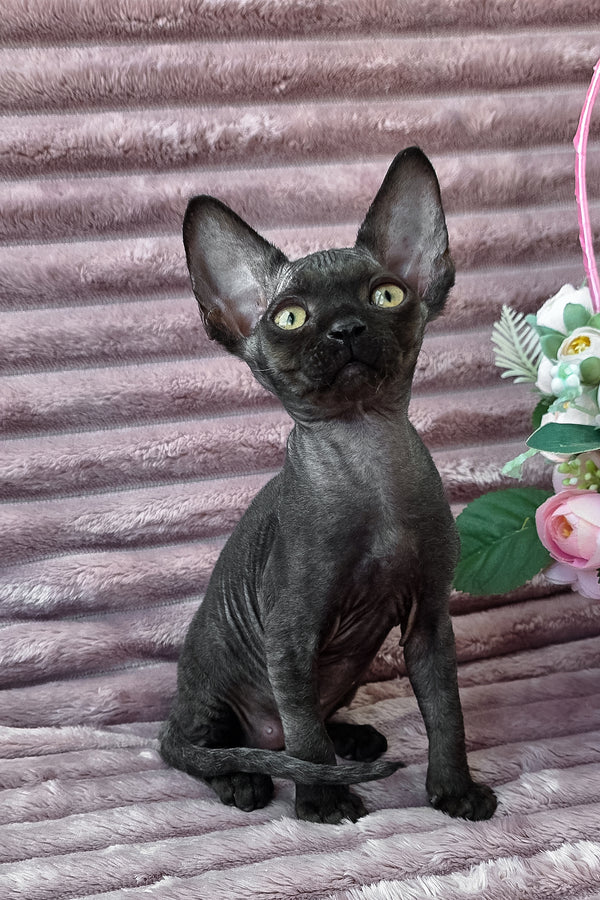 Dark | Devon Rex Kitten