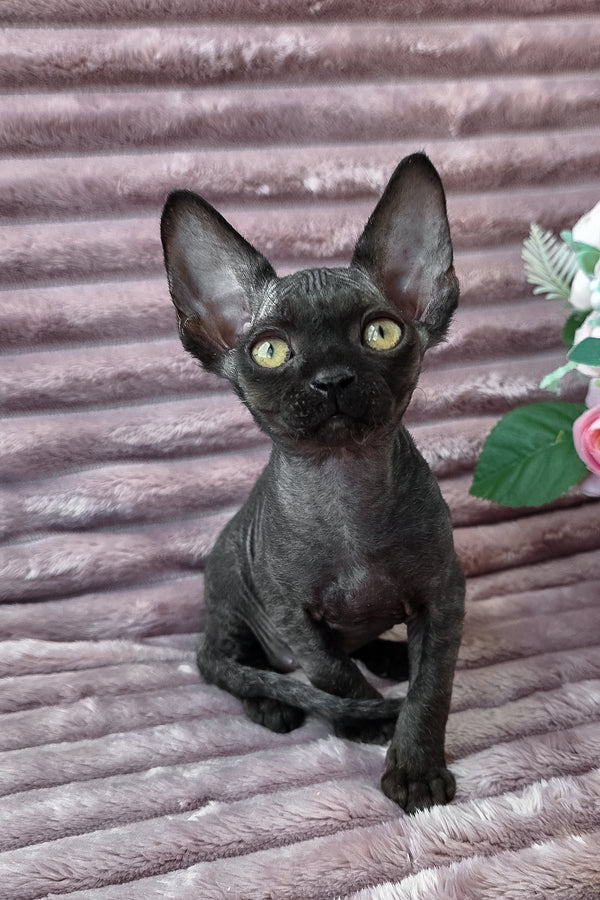 Dark | Devon Rex Kitten