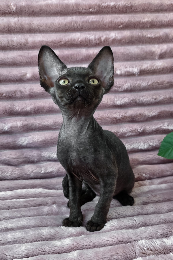 Dark | Devon Rex Kitten