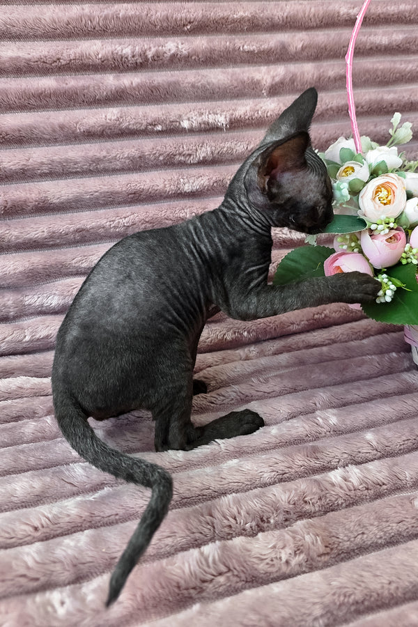 Dark | Devon Rex Kitten