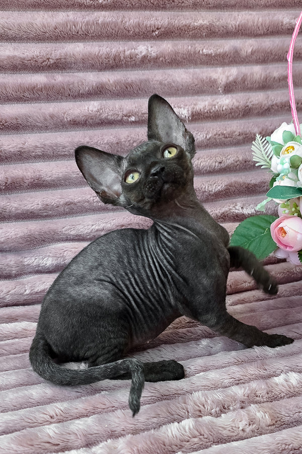 Dark | Devon Rex Kitten