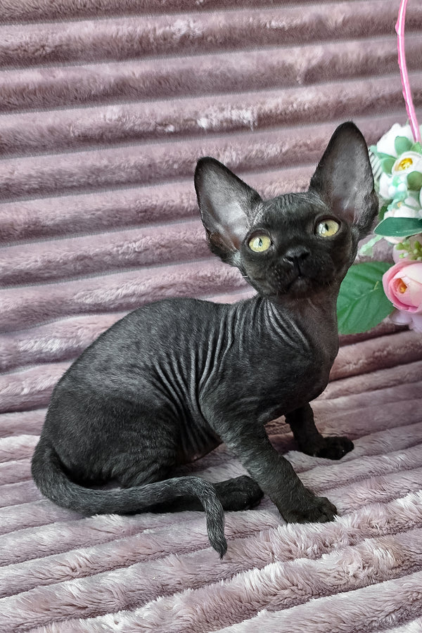 Dark | Devon Rex Kitten