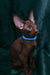 Darlene | Oriental Shorthair Kitten