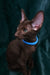 Darlene | Oriental Shorthair Kitten