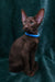 Darlene | Oriental Shorthair Kitten