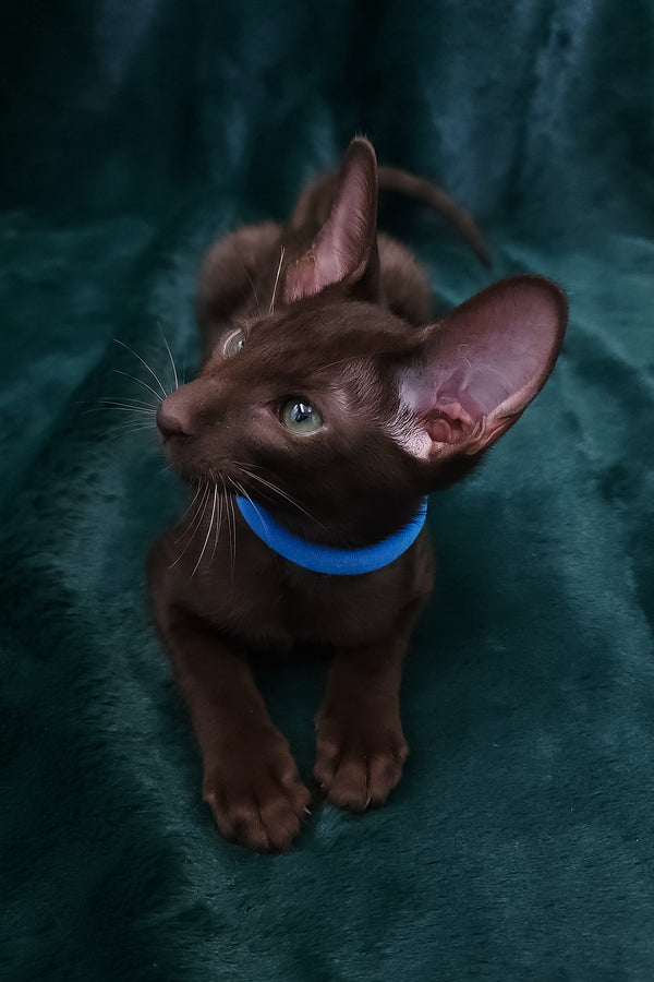 Darlene | Oriental Shorthair Kitten
