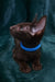Darlene | Oriental Shorthair Kitten