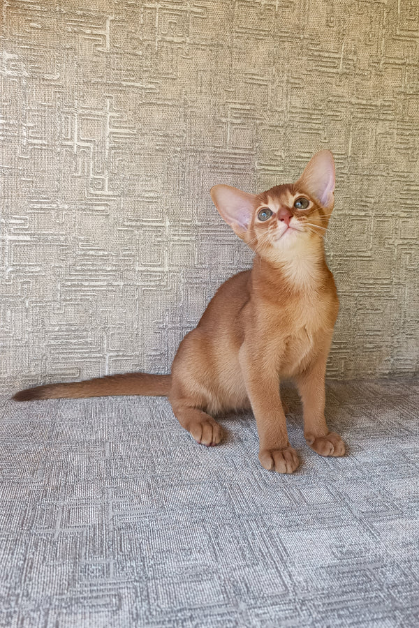 Darling | Abyssinian Kitten