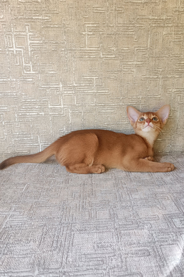 Darling | Abyssinian Kitten