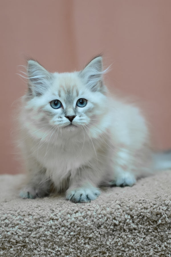 Darling | Siberian Kitten