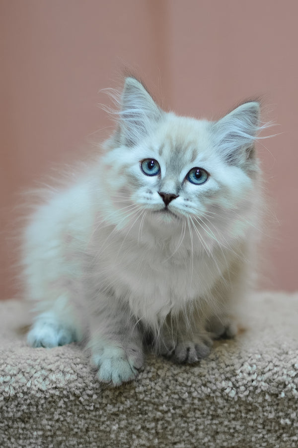 Darling | Siberian Kitten