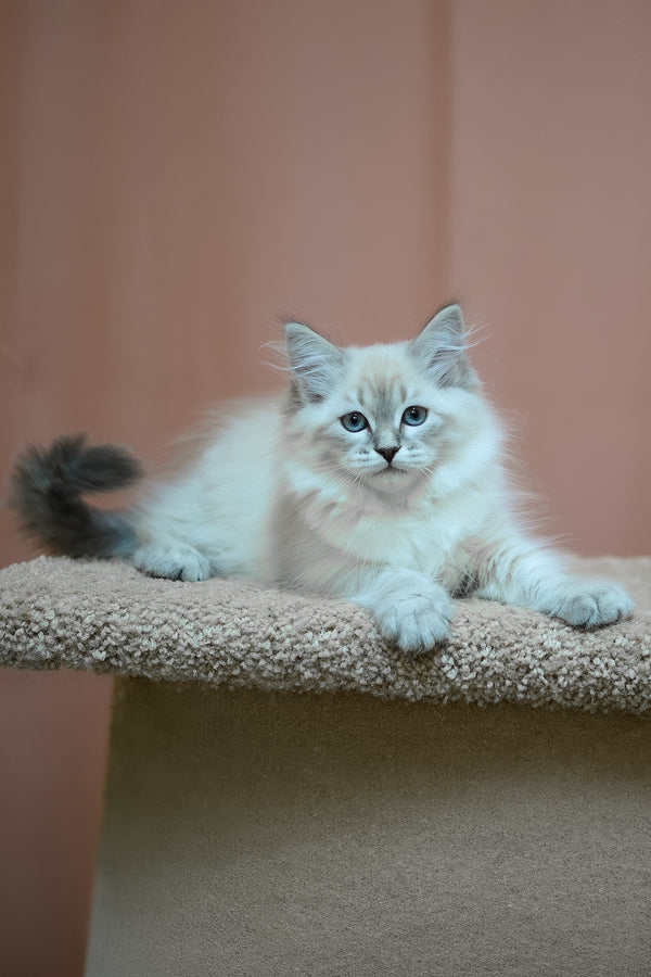 Darling | Siberian Kitten